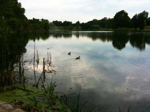 Forest Park in the morning