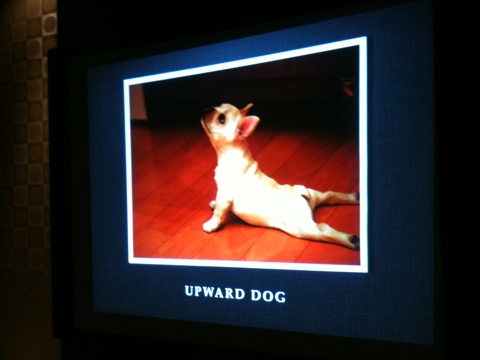 Upward Dog Pose