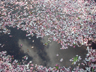 petals