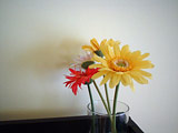 Gerberas