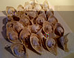 s_gyoza01.jpg