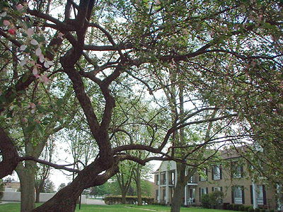 tree